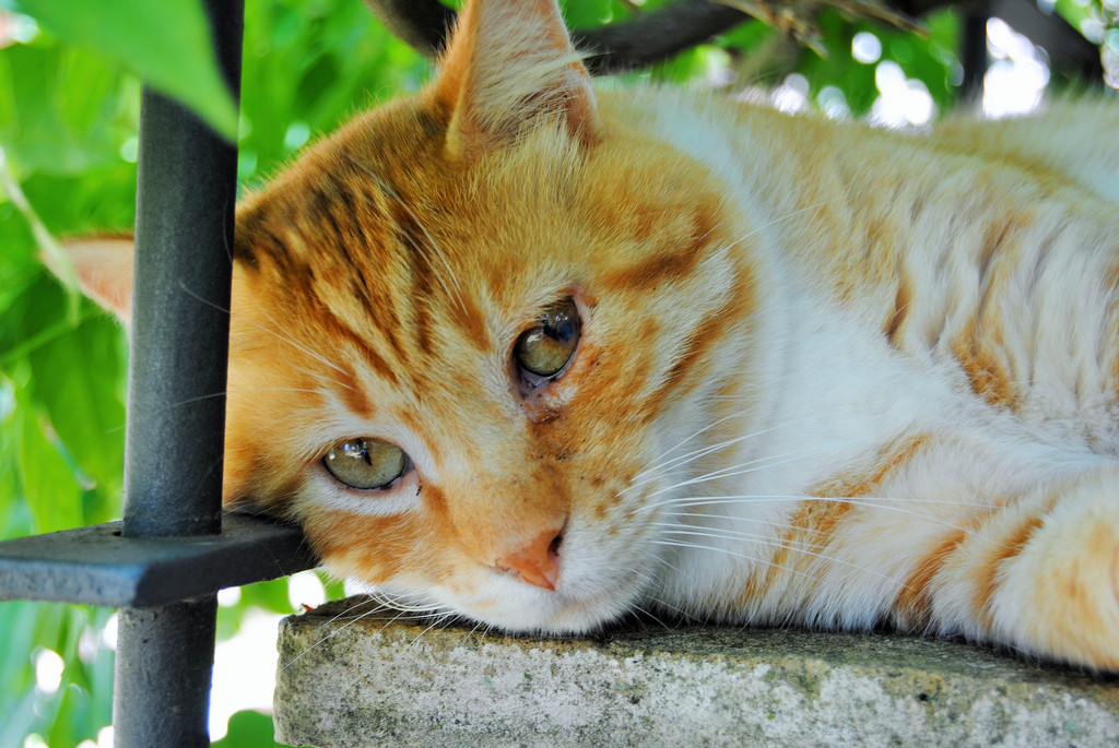 Gatto Crock